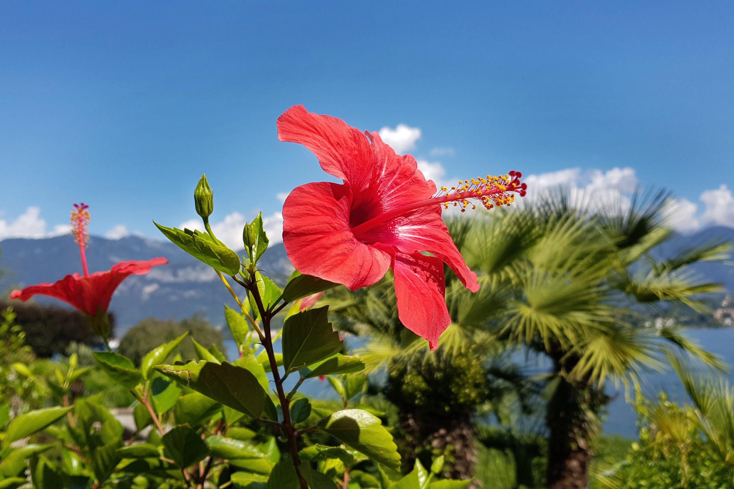 The Oral Tradition of Caribbean Herbalism - FHS Lifestyle Magazine